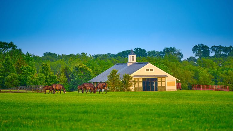Group of horses grazing on a farm with a small barn in the background during the day.