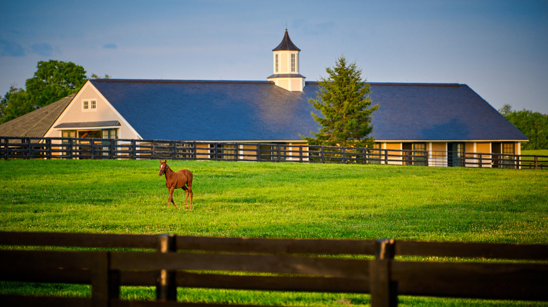 Small horse in a pasture with a barn in the background, and fence in the foreground during the day.