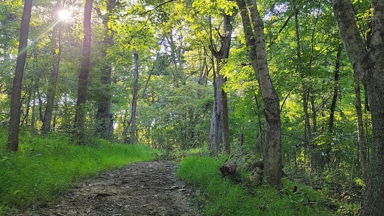 Trail through Taylorsville Lake State Park