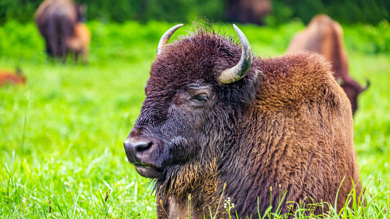 A bison in the Elk and Bison Prairie at the Land Between the Lakes National Recreation Area