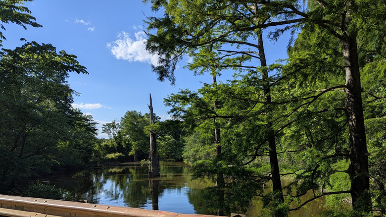 Small pond surrounded by green trees in the Swan Lake Unit of the Boatwright WMA in Kentucky