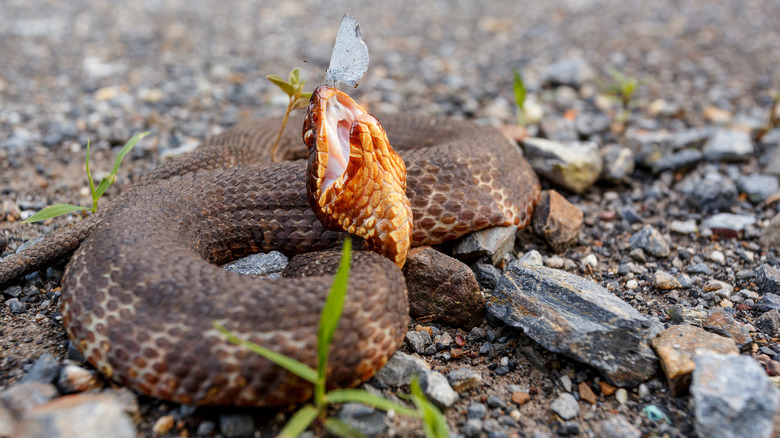 Adult Western Coppermouth snake coiled on rocks with its head raised and a white butterfly perched on its nose