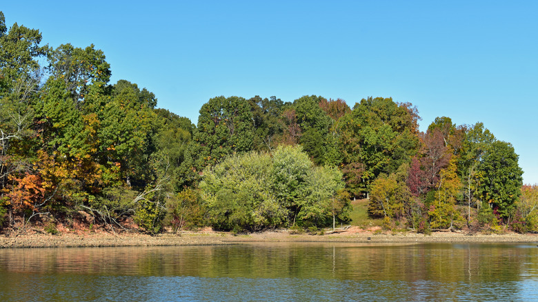 Trees overlooking Lake Barkley, Kentucky.