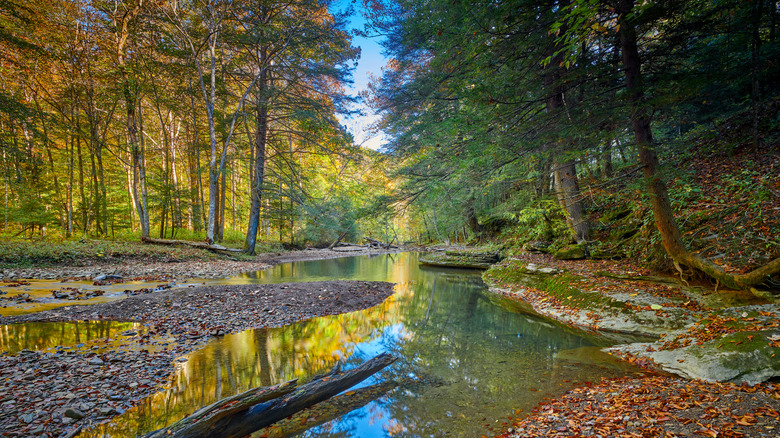 War Creek in McKee near Turkey Foot Campground with trees on either side
