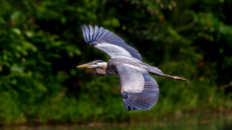 A great blue heron flies above a lake