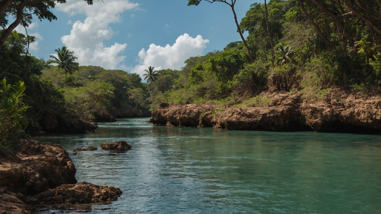 Kilifi creek and surrounding forest