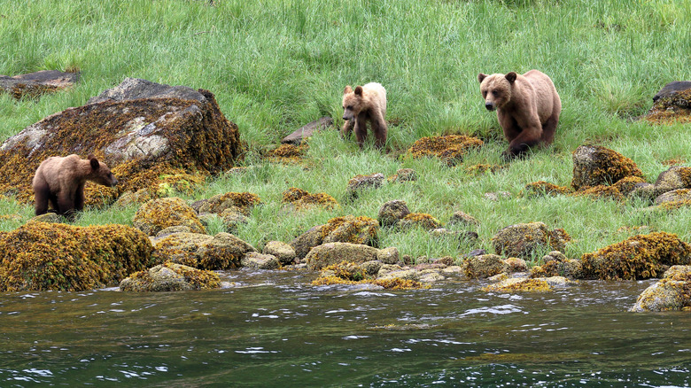 grizzly bears walking through grass along water and rocks
