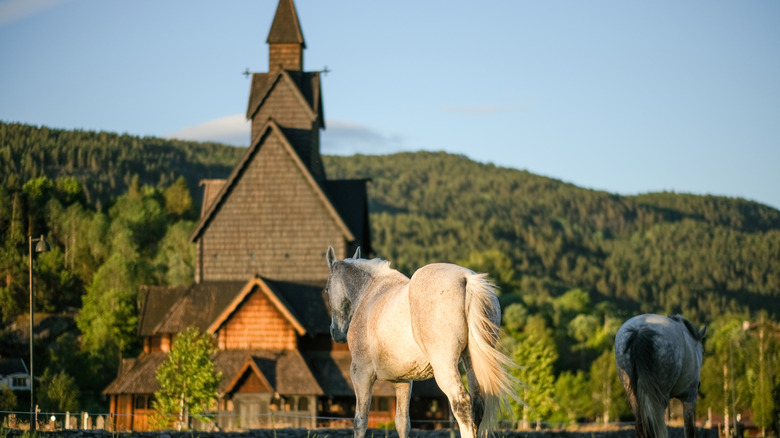 horses grazing near an ancient wooden stave church in Norway