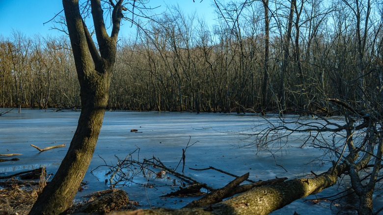 Tree by the water, with another downed tree on the water, at LaBagh Woods, Chicago, Illinois