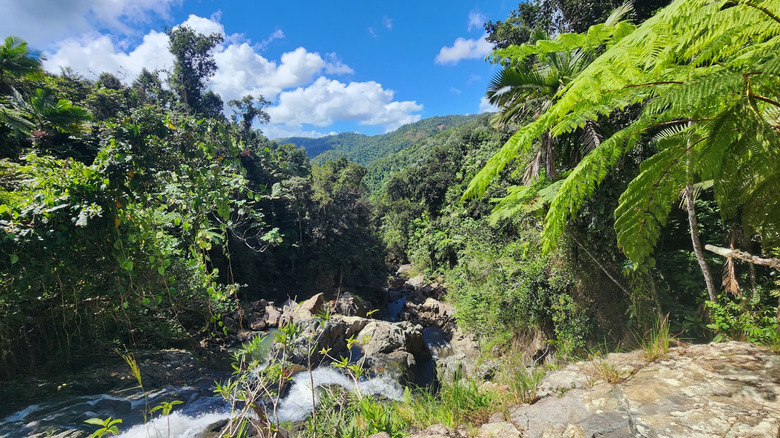 Water rushing through Carite State Forest in Puerto Rico