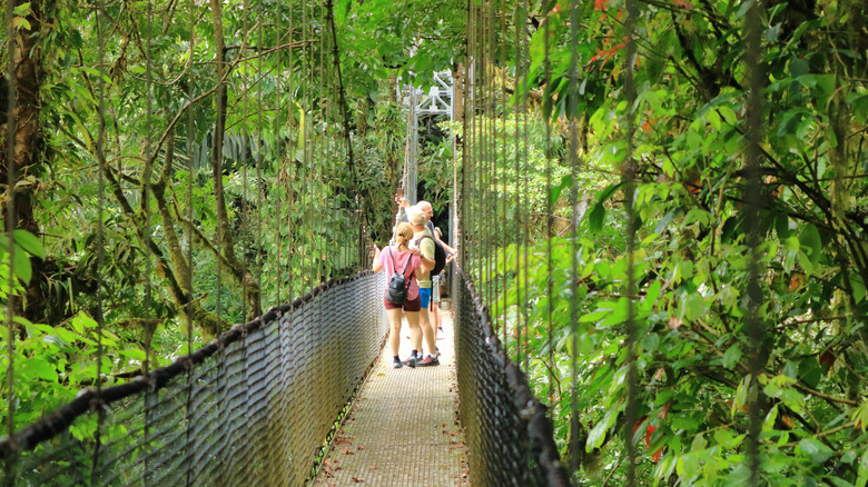 A hanging bridge through the forest