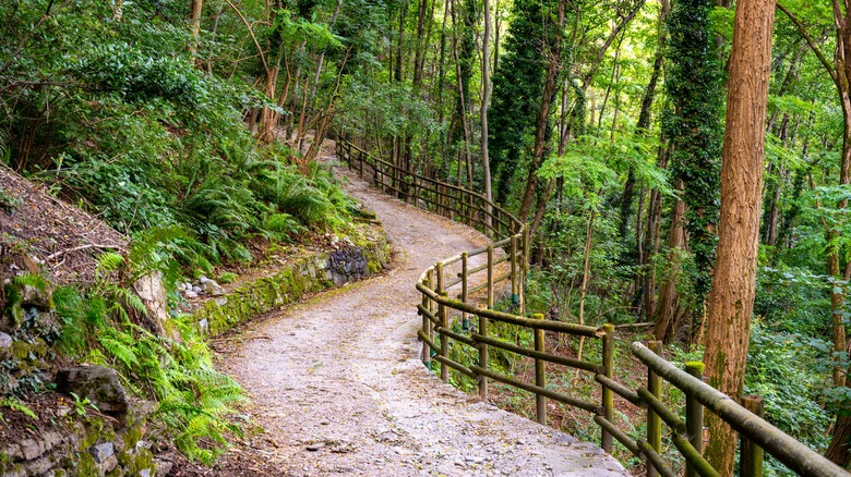 The winding path of the Sentiero del Viandante goes through forests around Lake Como