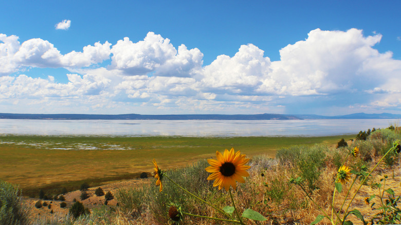 Wild sunflowers near Albert Lake in the Oregon Outback in Lake County