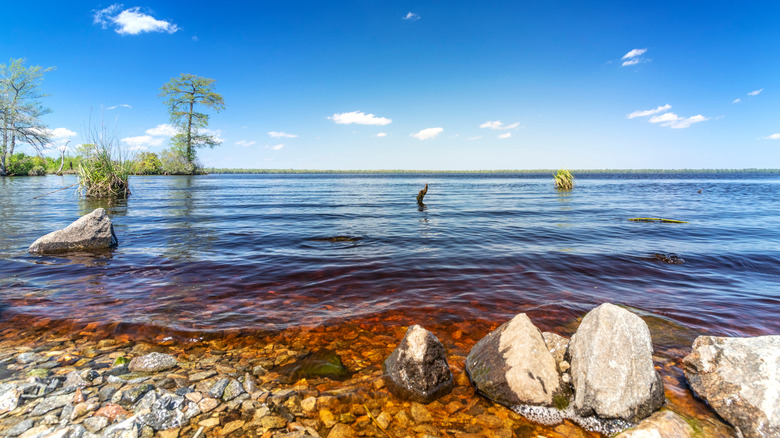 Lake Drummond, part of the Great Dismal Swamp National Wildlife Refuge, in Southeast Virginia