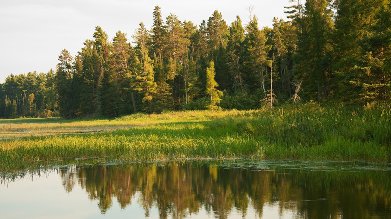 Trees reflected in Lake Itasca at Itasca State Park, Minnesota