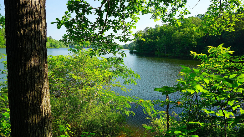 A view of Lake Lurleen through foliage with a medium-size tree trunk on the left side.