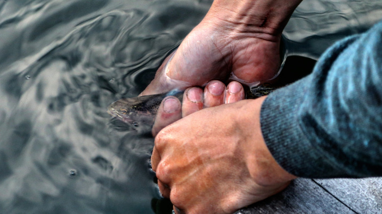 A close up of a man's hands catching a small rainbow trout