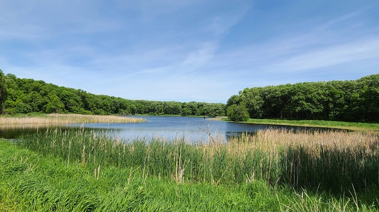 Tall grasses and thick forests surround a small lake