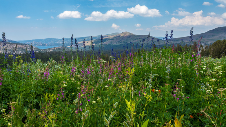 Meadow of wildflowers at Lake Winnemucca in Northern California