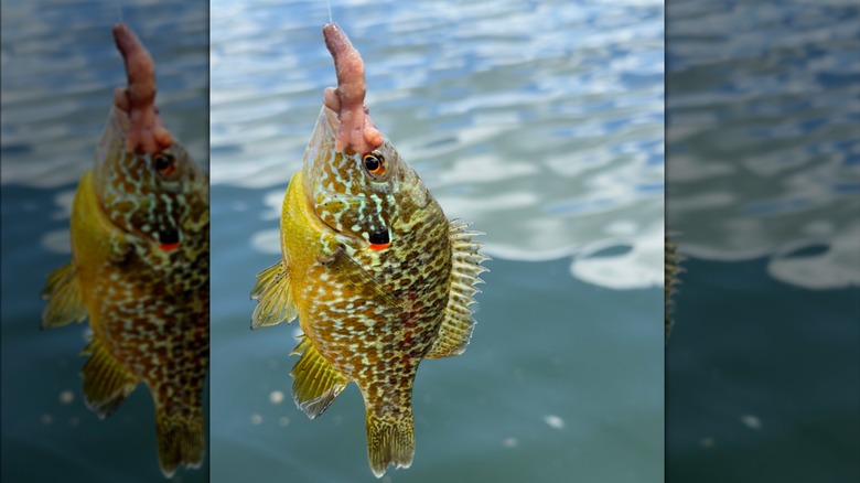 Pumpkinseed sunfish caught on fishing line