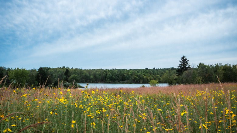 Grass, trees, and the water at Lake La Su An Wildlife Area