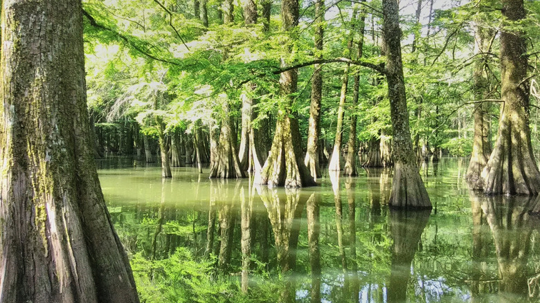The cypress trees growing out of Lake Washington in Mississippi