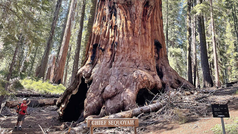 a man taking picture of Chief Sequoyah tree in Giant Forest
