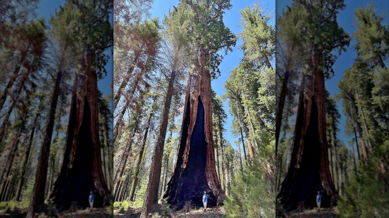 Franklin Tree at Sequoia National Park