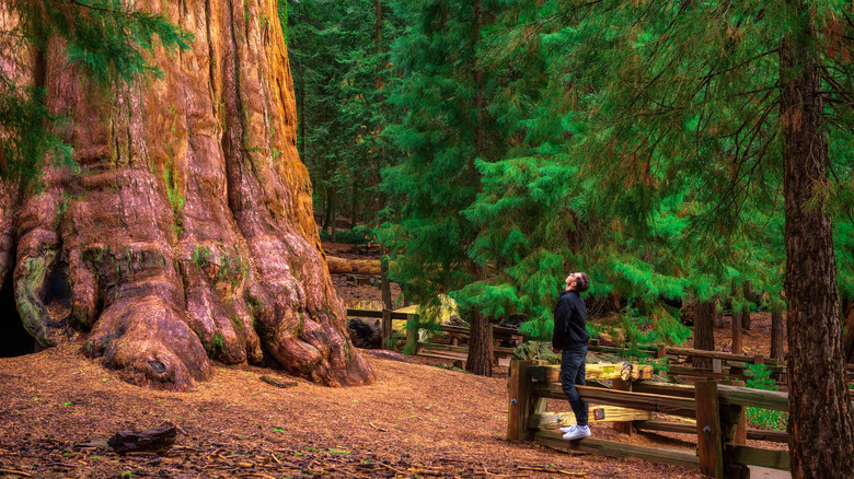 a tourist cranes his neck to look at the General Sherman in Sequoia National Park