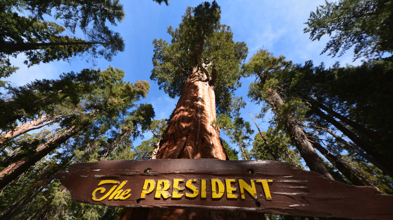 President sequoia at the Giant Forest grove