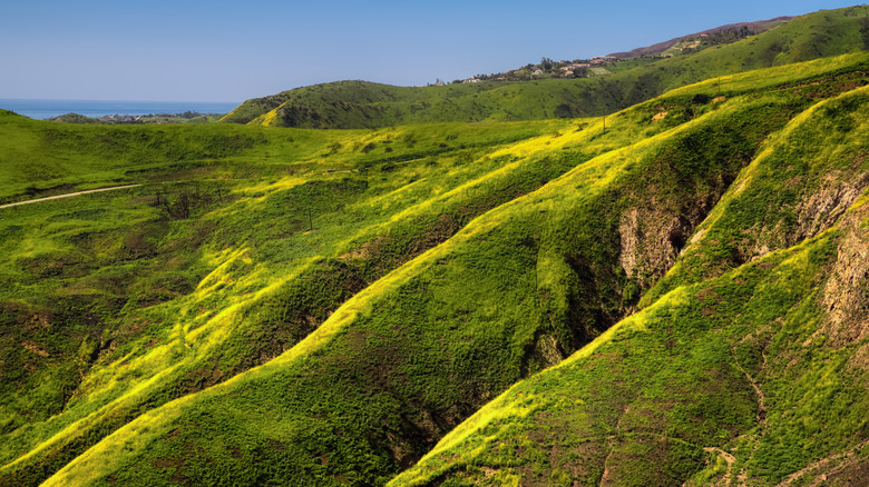 Yellow wildflowers cover the undulating terrain of Corral Canyon
