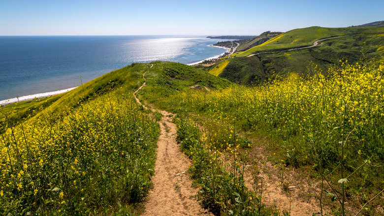 A sweeping view of the Pacific Ocean, the Pacific Coast Highway, and vibrant yellow wildflowers