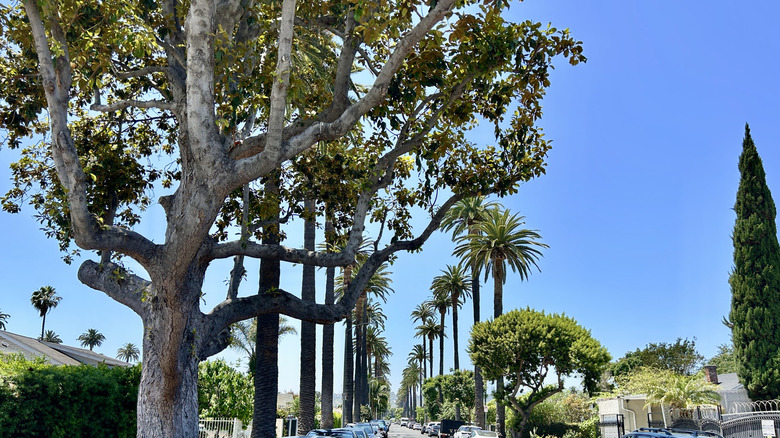 A tranquil, tree-lined street in the West Adams neighborhood of Los Angeles