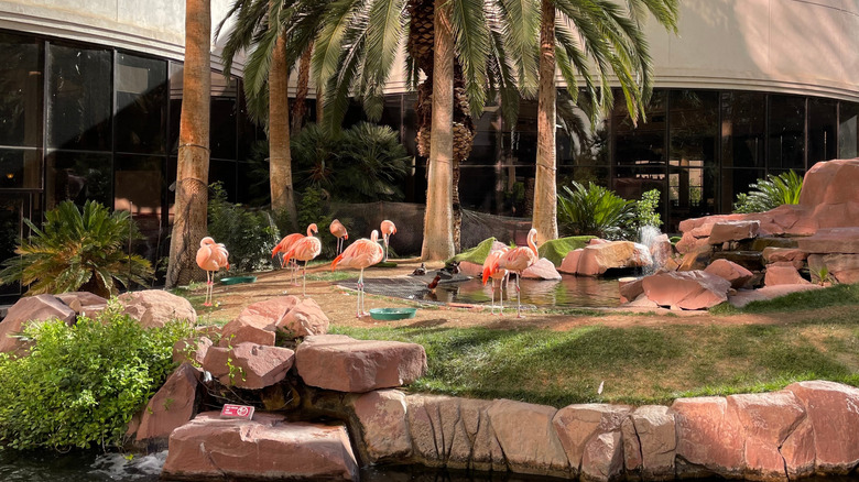 Flamingos walking around at the Flamingo Wildlife Habitat at Flamingo Hotel and Casino
