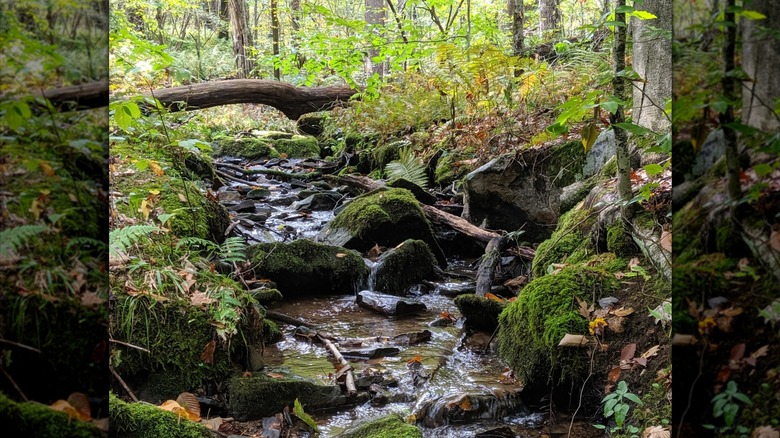 A creek running around moss covered rocks in a forest, Laurel Ridge State Park
