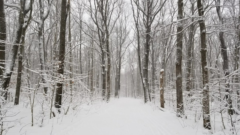 A snowy trail in Laurel Ridge State Park, PA