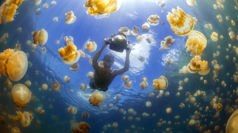 Swimming with golden jellyfish in Pulau.