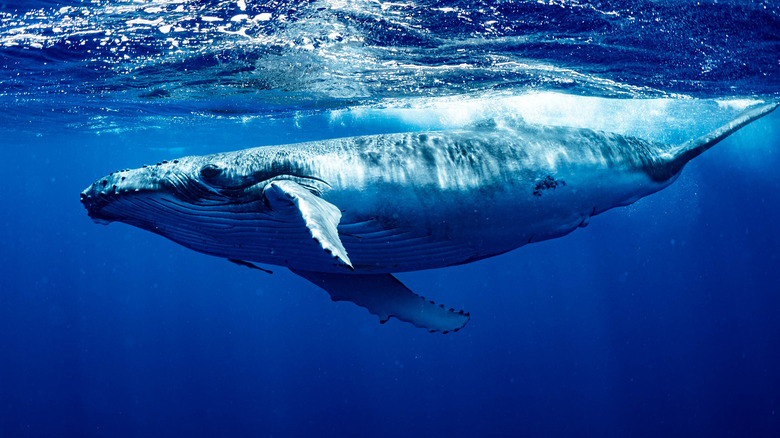 A humpback whale in the waters of Vava'U, Tonga.