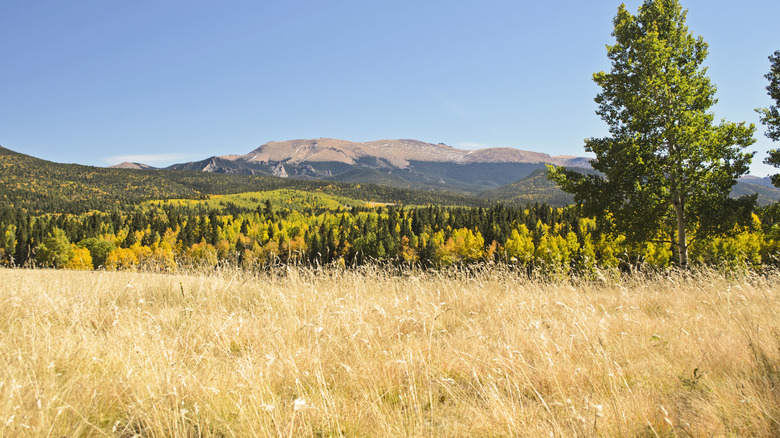 fall views at Mueller State Park