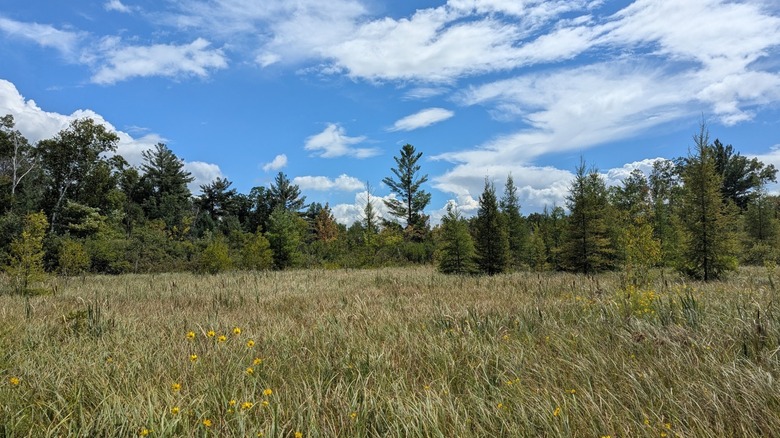 A grassy meadow with wildflowers at Navarino Wildlife Area