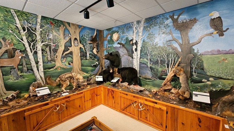 Animal displays at the Navarino Nature Center