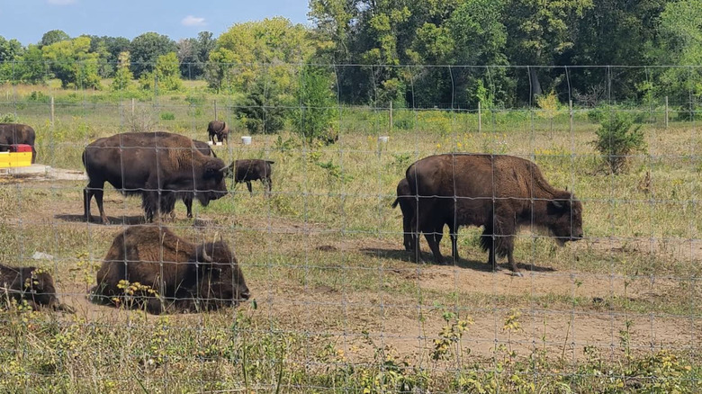 Bison grazing in a fenced prairie