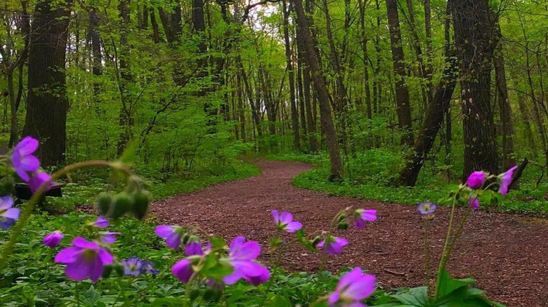Trail in Rock Point natural area
