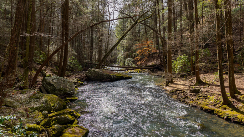 Scenic woods view of creek at Foster Falls in Tennessee