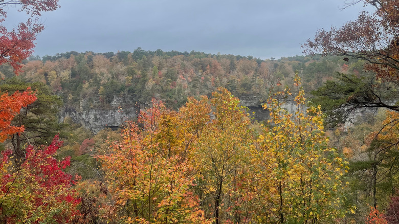 Landscape of trees in the autumn of northern Alabama