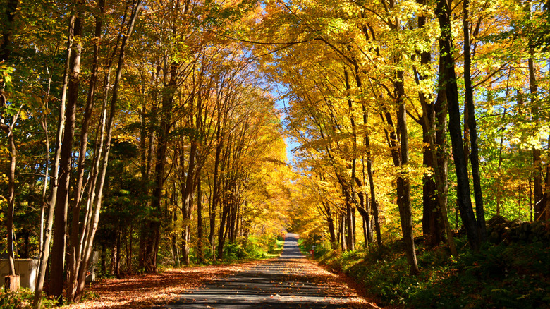 Beautiful yellow-leafed trees at Litchfield Hills