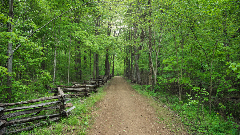 A trail among greenery at Lincoln State Park, Indiana
