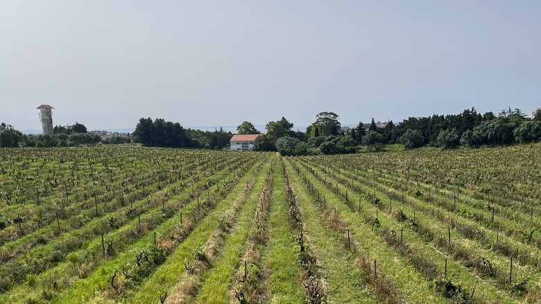 Villa Oeiras Vineyard, only remaining plantation of Carcavelos fortified wine, Portugal
