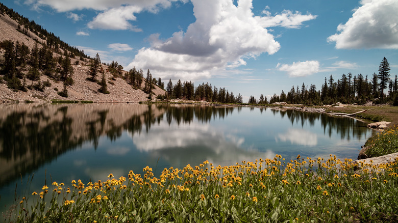 Wildflowers at Great Basin park