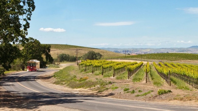 Wide shot of a rural road that curves around a vineyward with oak trees on the left side; the red livermore wine trolley is coming towards the viewer